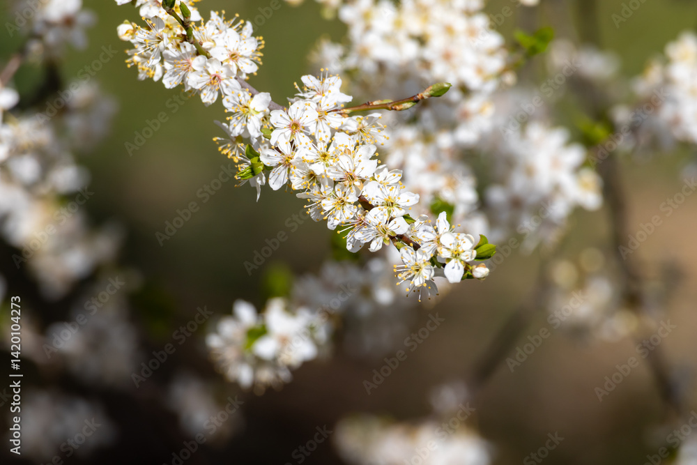 Blossoms on a blackthorn tree (lat.: Prunus spinosa) in spring, flowering fruit tree in a beautiful natural environment Blossoms on a blackthorn tree (lat.: Prunus spinosa) in spring, flowering fruit tree in a beautiful natural environment