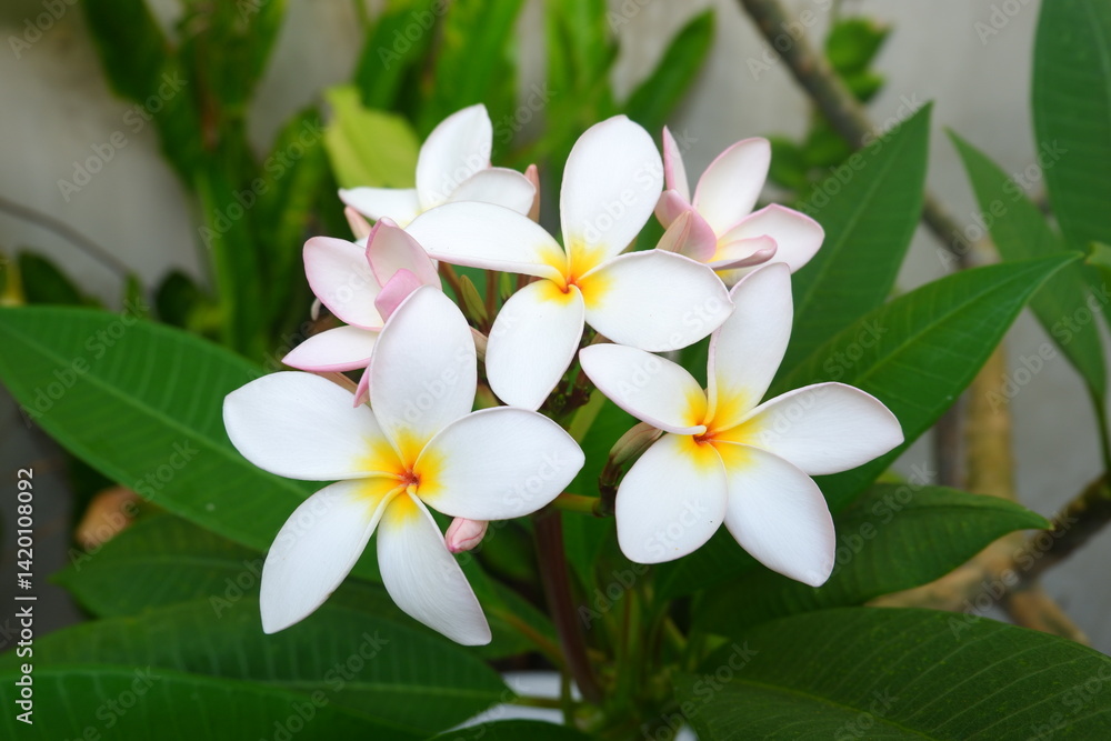 Close-up of Exquisite White Plumeria Flowers with Delicate Pink Hues and Vibrant Yellow Centers Close-up of Exquisite White Plumeria Flowers with Delicate Pink Hues and Vibrant Yellow Centers