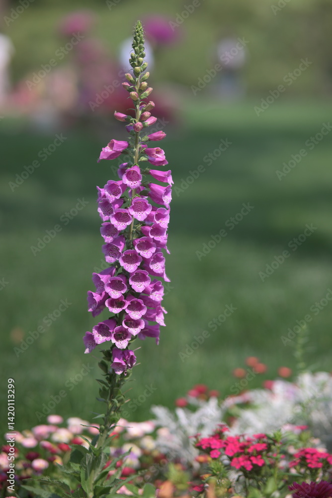 Obraz premium Tall purple flowers with bell-shaped blossoms rise above smaller colorful flowers.