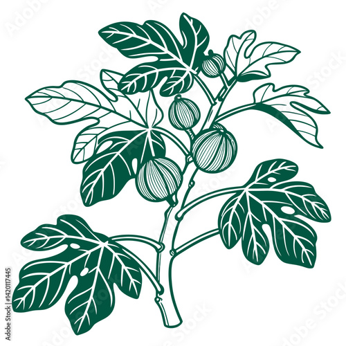  Charming Edible Fig Houseplant Art
