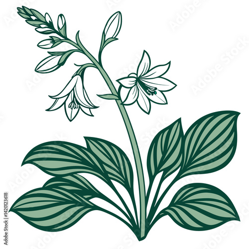  Elegant Forage Plant Houseplant Outline Art