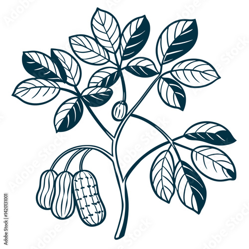  Charming Groundnut Plant Houseplant Outline Art