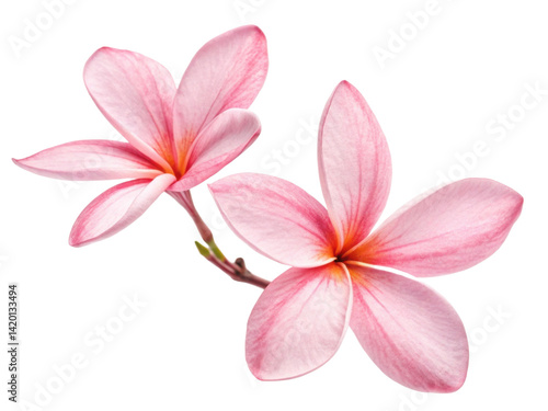 Beautiful jasmine flowers bloom gracefully with delicate pink petals showcasing their natural elegance and charm