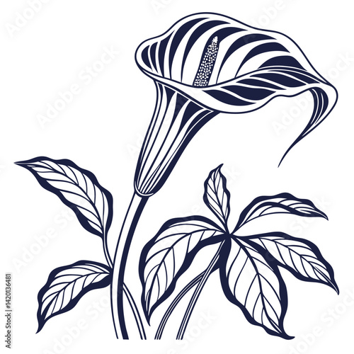  Elegant Jack in the Pulpit Plant Design
