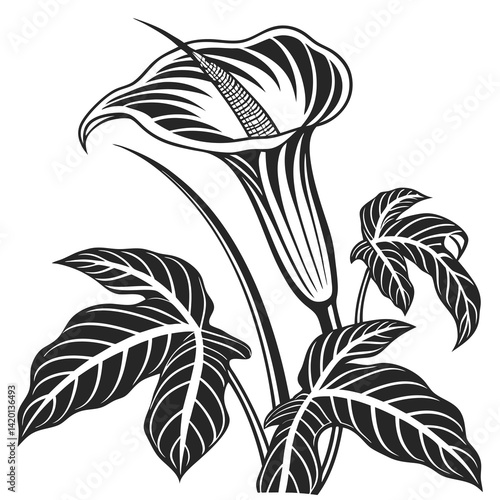  Charming Jack in the Pulpit Houseplant Art