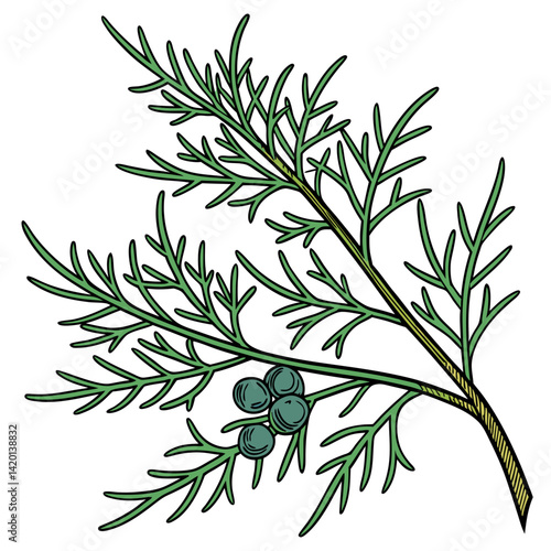  Distinctive Juniperus Design for Home Decor