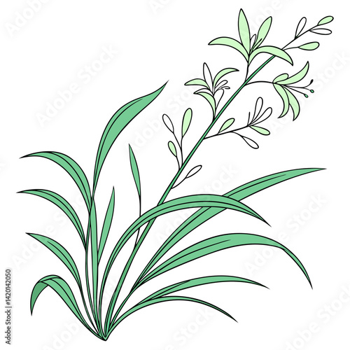  Charming Lemongrass Houseplant Illustration