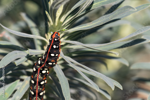 Caterpillar of Hyles euphorbiae, the spurge hawk-moth eating Mediterranean spurge plant. Select focus.