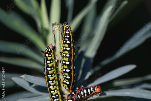 3 Caterpillars of Hyles euphorbiae, the spurge hawk-moth eating Mediterranean spurge plant. Select focus.