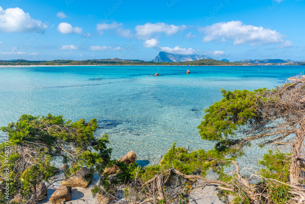 Turquoise water and pine trees in Lu Impostu beach