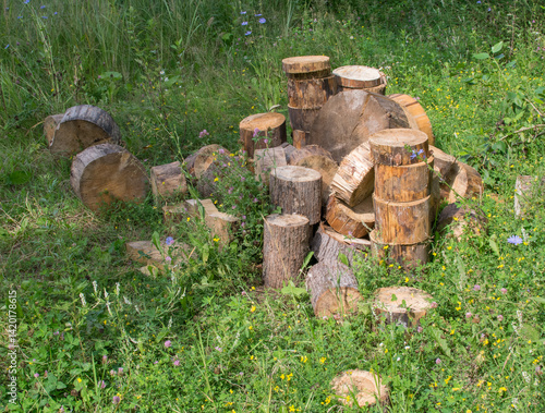 Sawn round logs of dry lime wood on the green grass on a summer day