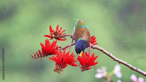 Great Barbet 
Color and Call, The Life of the Great Barbet