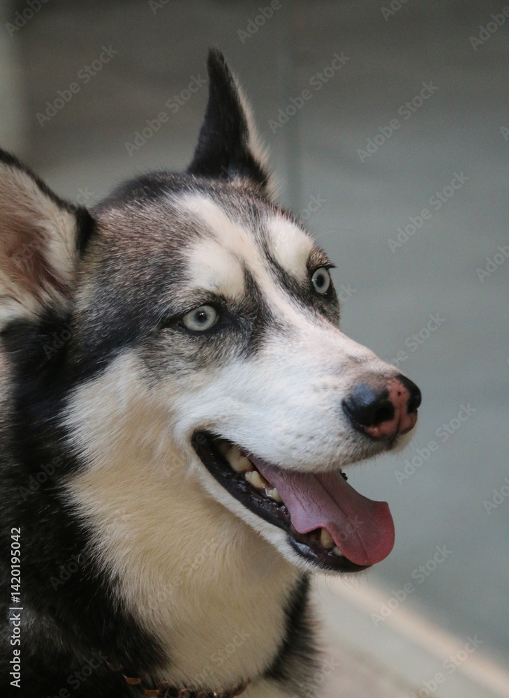 Obraz premium Close-up portrait of a beautiful Siberian Husky with expressive eyes and a joyful expression, tongue slightly out, shot from a slight angle indoors with natural light capturing the dog’s thick