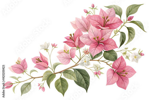Bougainvillea