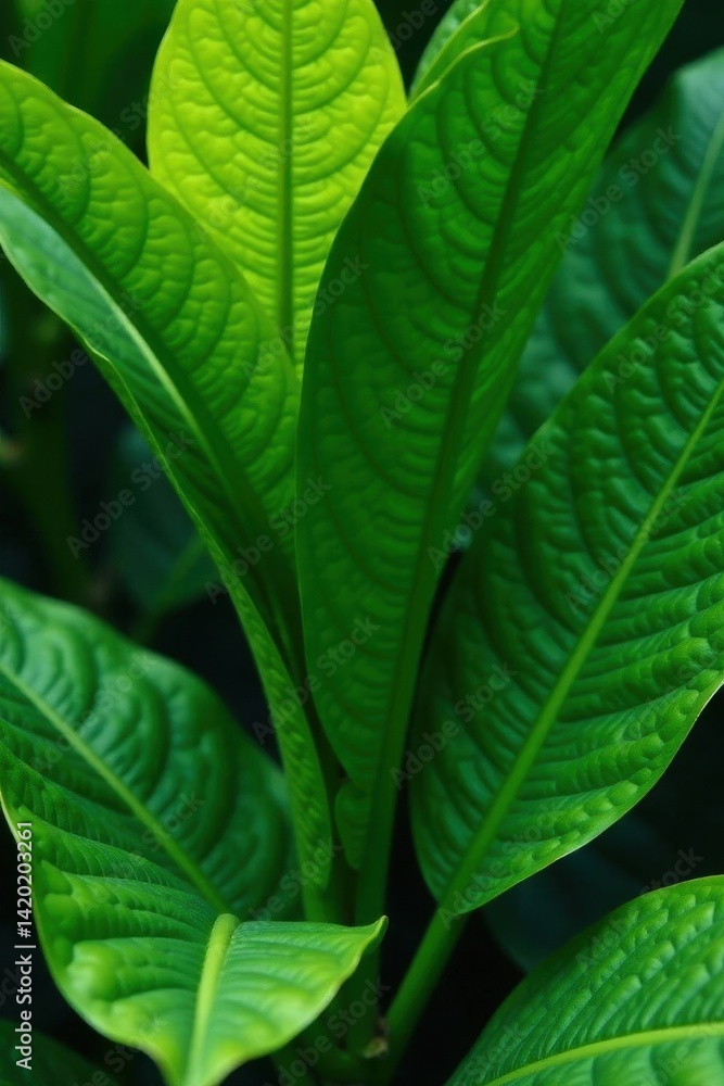 Fototapeta premium Lush, vibrant green leaves with intricate veining, tropical texture , flora, organic, bright