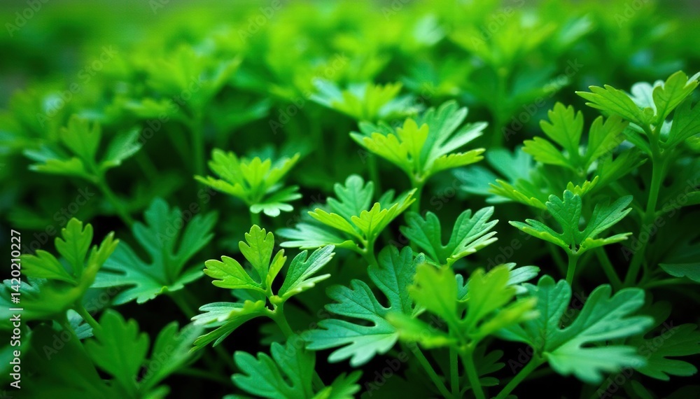 Scattered parsley sprigs, creating a leafy design, scattered, closeup, background Scattered parsley sprigs, creating a leafy design, scattered, closeup, background
