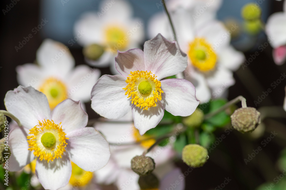 Anemone hupehensis praecox pink petal simplicity flowering plant, windflowers flowering plants in the garden
