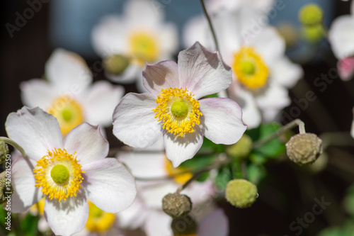 Obraz na płótnie Anemone hupehensis praecox pink petal simplicity flowering plant, windflowers flowering plants in the garden w salonie
