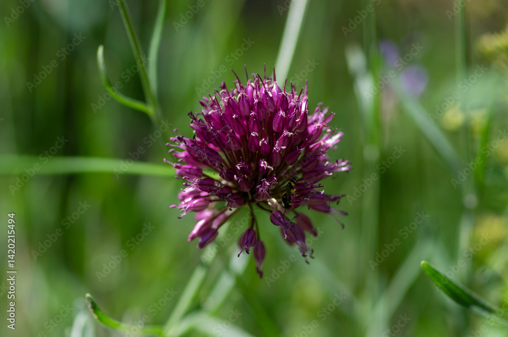 Allium Sphaerocephalon round headed garlic plant in bloom, purple bald head flowering ornamental onion