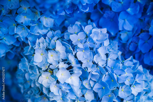 青色のアジサイ