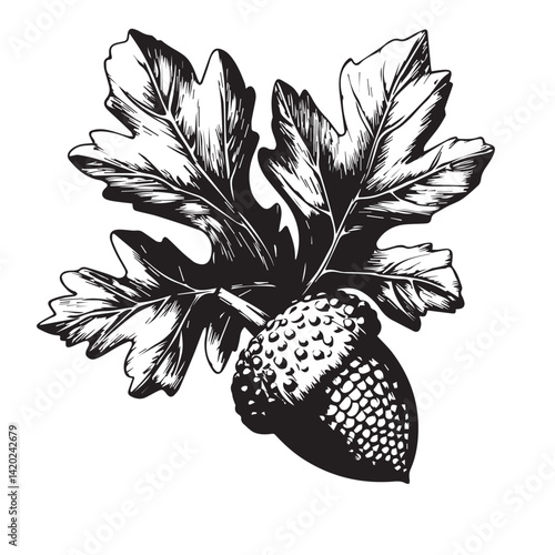 oak leaf with acorn on a white background, vector, black and white graphics
