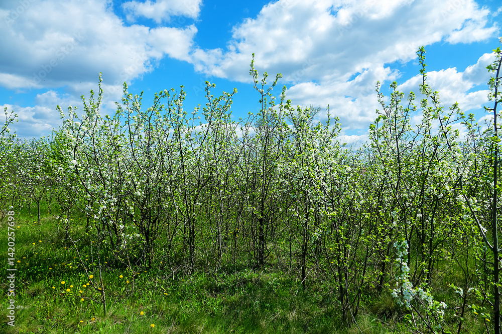 Fototapeta premium Steppe wild frutescent cherry (Prunus chamaecerasus, Cerasus fruticosa). Plot of forest-steppe, blooming wild fruit trees. Type of biocenosis close to natural, primal steppe. Rostov region, Russia