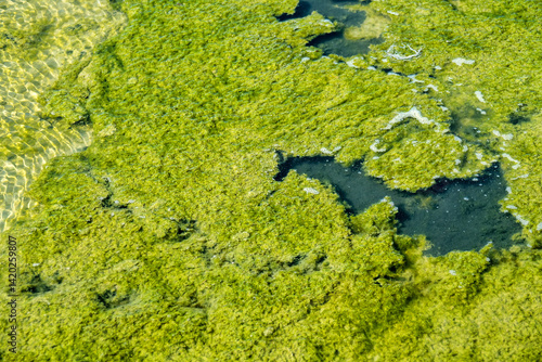 Algal mats. Under blanket of dead cladophora algae is black-white silt with smell of hydrogen sulfide. Algae blooming. All the living things below died. Eutrophication result