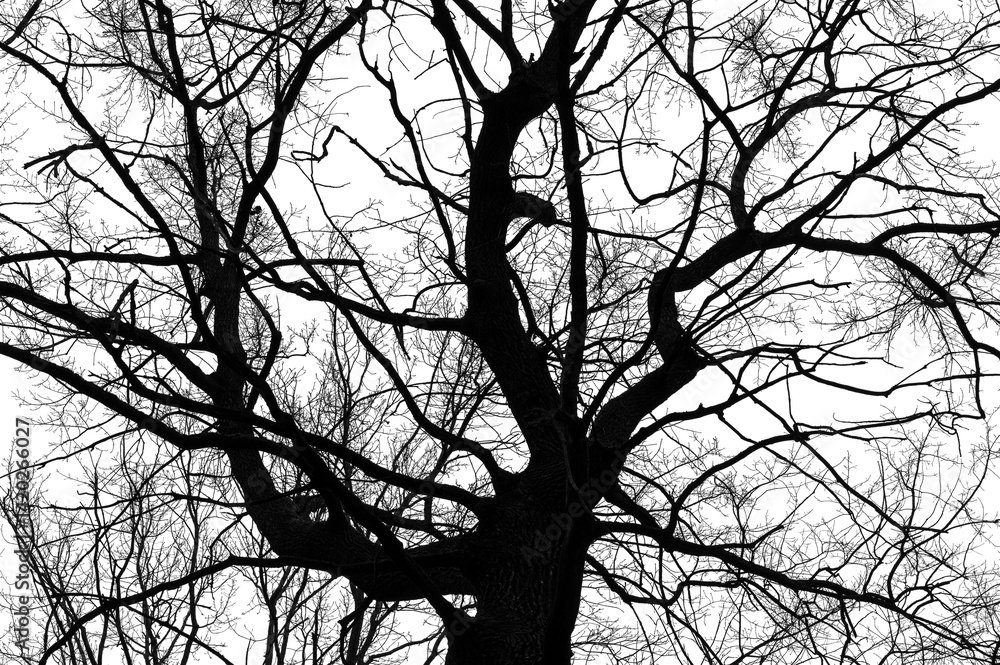Tree branches isolated on white background. Dead tree without leaves. Black trees silhouettes on sky background. Bare branches trees in winter. Branch pattern texture.