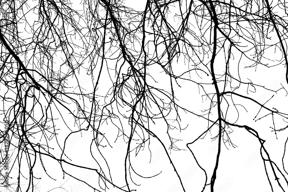 Tree branches isolated on white background. Dead tree without leaves. Black trees silhouettes on sky background. Bare branches trees in winter. Branch pattern texture.