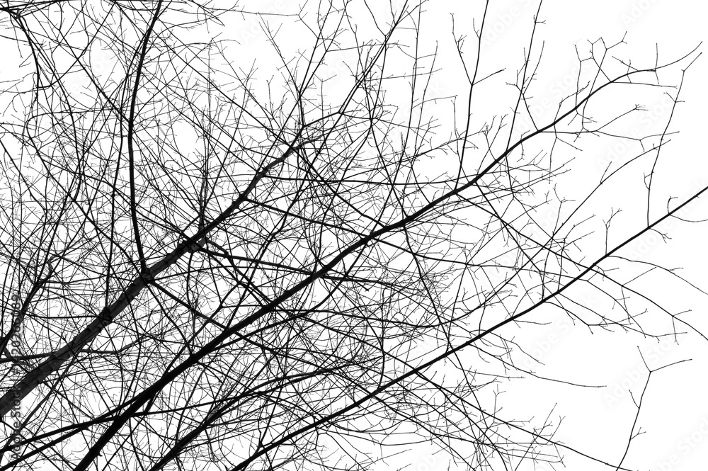 Tree branches isolated on white background. Dead tree without leaves. Black trees silhouettes on sky background. Bare branches trees in winter. Branch pattern texture.