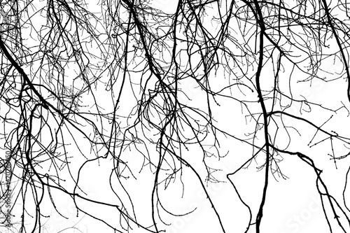 Obraz na płótnie Tree branches isolated on white background. Dead tree without leaves. Black trees silhouettes on sky background. Bare branches trees in winter. Branch pattern texture. w salonie
