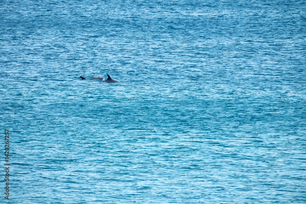 Naklejka premium The North Black Sea on a sunny spring day and a porpoise playing