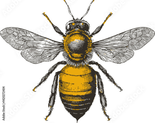 Detailed illustration of a bee with intricate wings and vibrant yellow body in sketch style. Vector illustration