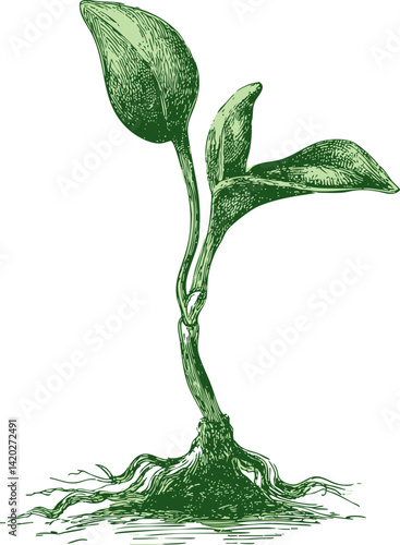 Illustration of a green plant sprout with roots in detailed engraved style. Vector illustration