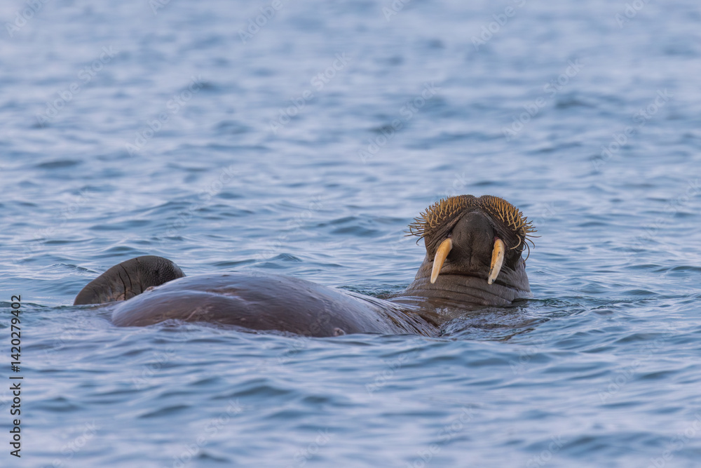 Fototapeta premium Walrus floating at the surface stomach up, tusks visible, funny