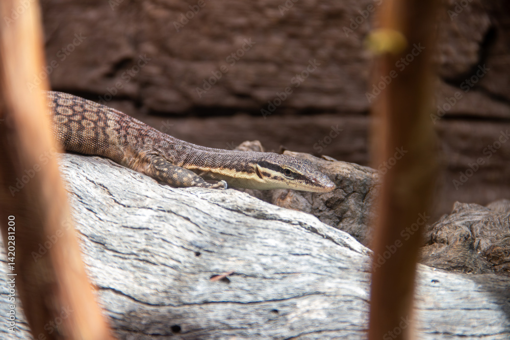 Fototapeta premium A Kimberley rock monitor (Varanus glauerti) at a local zoo