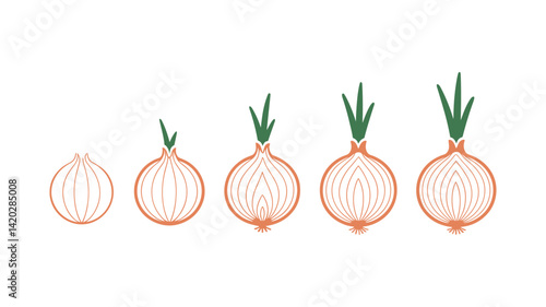Onion Growth Stages: A vibrant depiction of the stages of onion growth, showcasing its transformation from a seed to a mature bulb, emphasizing the cycle of life in food and agriculture.