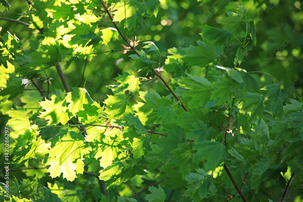 Obraz premium Background of green foliage in the wind. A lot of developing maple leaves in the wind. Common maple. Summer period and greenery of parks. Rays of sun on green leaves surface. Green natural backdrop