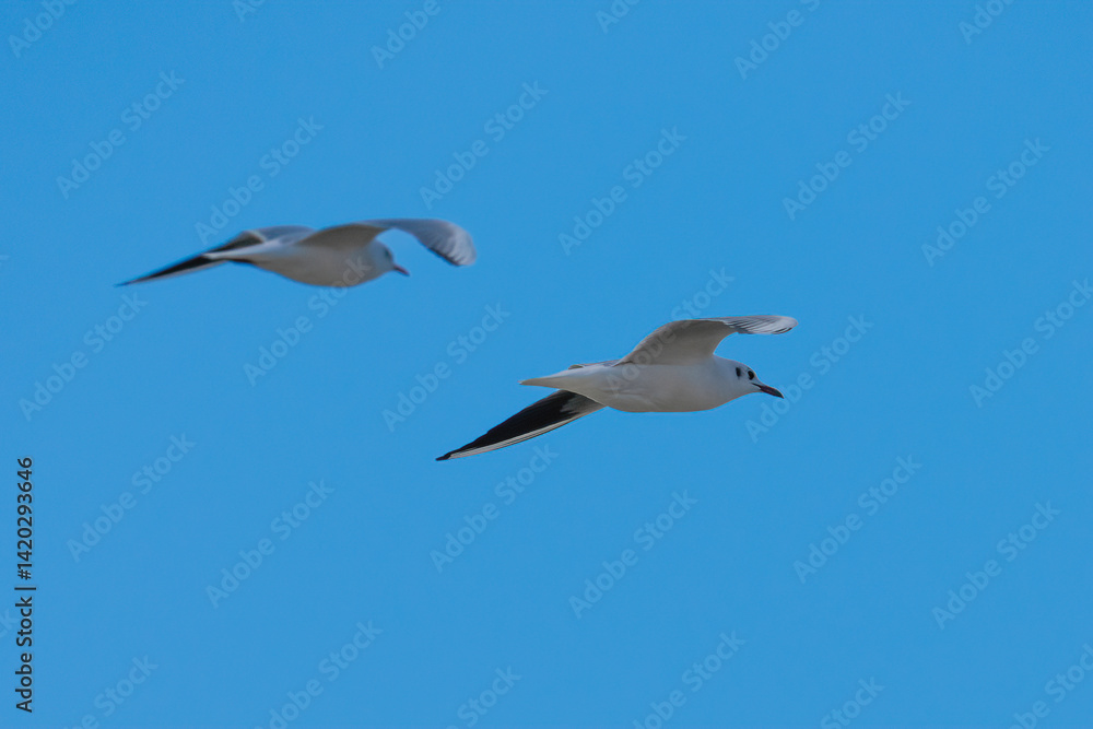 Fototapeta premium Two Slender Billed Gulls in Flight