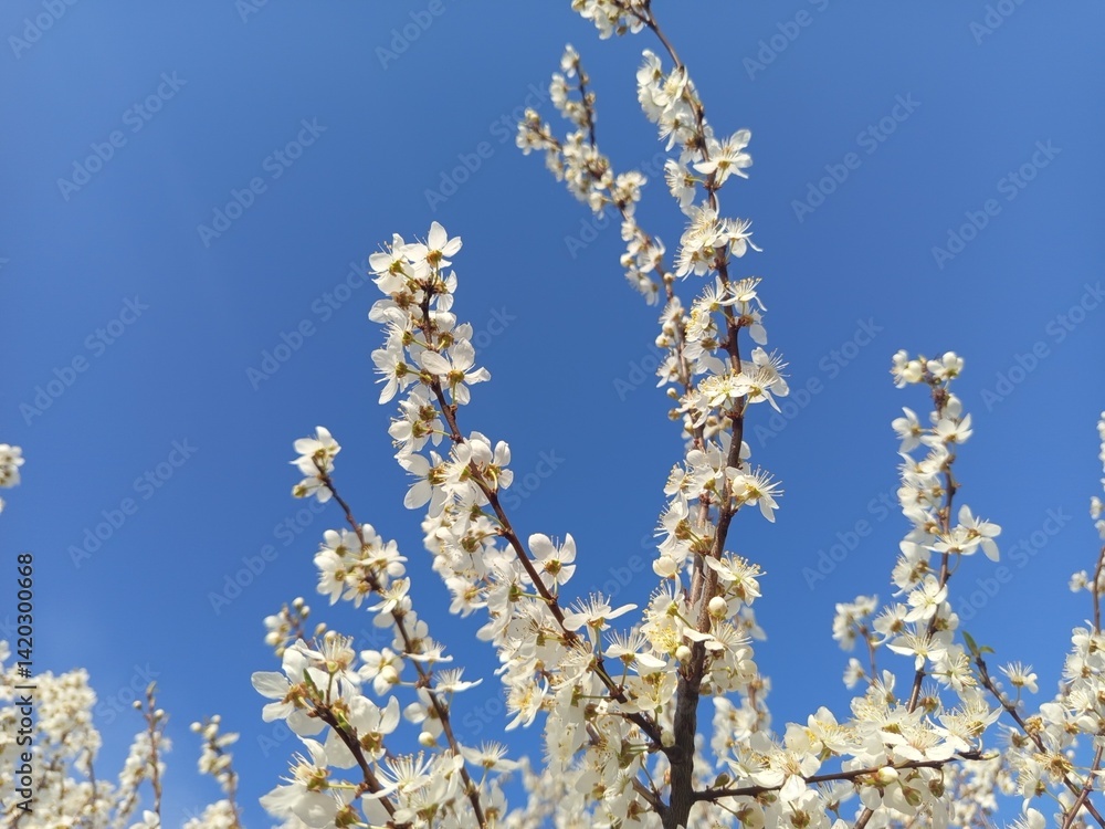 Prunus cerasifera tree in full bloom with delicate pale flowers.
Description: A Prunus cerasifera, commonly known as cherry plum, covered in soft white to light pink blossoms, marking the early signs Prunus cerasifera tree in full bloom with delicate pale flowers.
Description: A Prunus cerasifera, commonly known as cherry plum, covered in soft white to light pink blossoms, marking the early signs