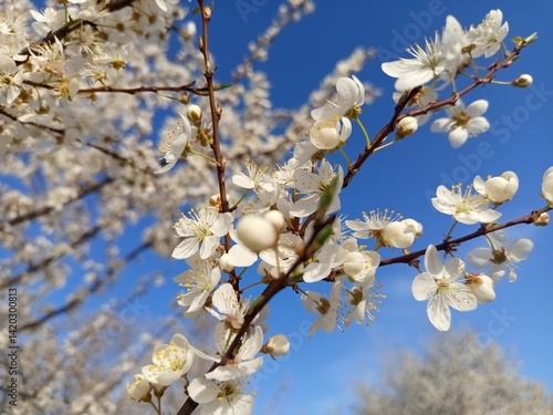 Prunus cerasifera tree in full bloom with delicate pale flowers.
Description: A Prunus cerasifera, commonly known as cherry plum, covered in soft white to light pink blossoms, marking the early signs 