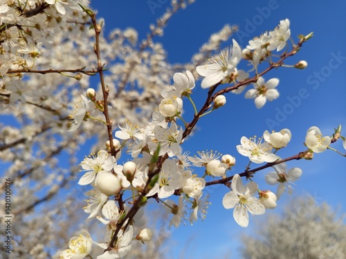 Prunus cerasifera tree in full bloom with delicate pale flowers.
Description: A Prunus cerasifera, commonly known as cherry plum, covered in soft white to light pink blossoms, marking the early signs 