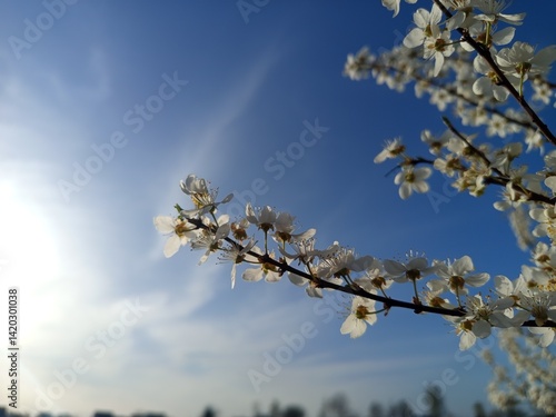 Prunus cerasifera tree in full bloom with delicate pale flowers.
Description: A Prunus cerasifera, commonly known as cherry plum, covered in soft white to light pink blossoms, marking the early signs 