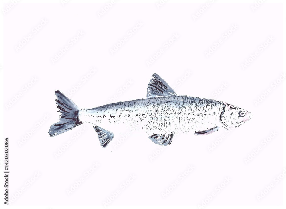 Obraz premium fish on white background