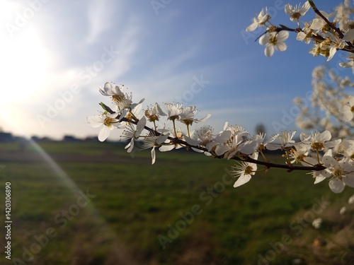 Prunus cerasifera tree in full bloom with delicate pale flowers.
Description: A Prunus cerasifera, commonly known as cherry plum, covered in soft white to light pink blossoms, marking the early signs 