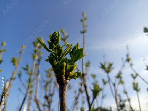 Common lilac branch with young leaves and buds emerging against a clear spring sky.