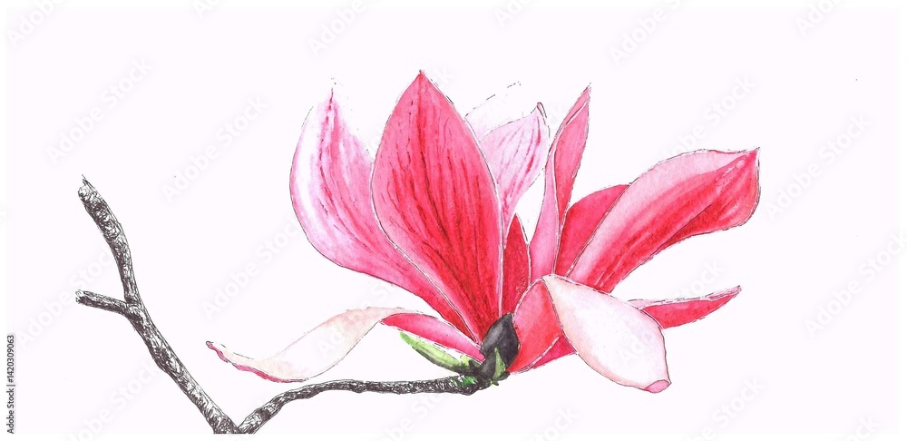 pink flower isolated on white pink flower isolated on white