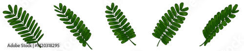 Realistic Watercolor-Style Colored Tamarind Leaves – Tropical Botanical Herb Illustration Pack for Nature Design, Packaging, Educational Materials, Organic Products, Greenery Art, Eco-friendly Brandin
