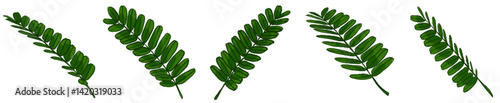 Realistic Watercolor-Style Colored Tamarind Leaves – Tropical Botanical Herb Illustration Pack for Nature Design, Packaging, Educational Materials, Organic Products, Greenery Art, Eco-friendly Brandin