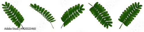 Realistic Watercolor-Style Colored Tamarind Leaves – Tropical Botanical Herb Illustration Pack for Nature Design, Packaging, Educational Materials, Organic Products, Greenery Art, Eco-friendly Brandin